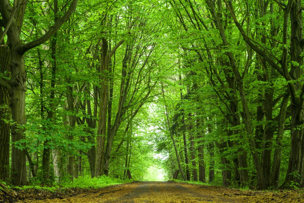 green trees and a lane